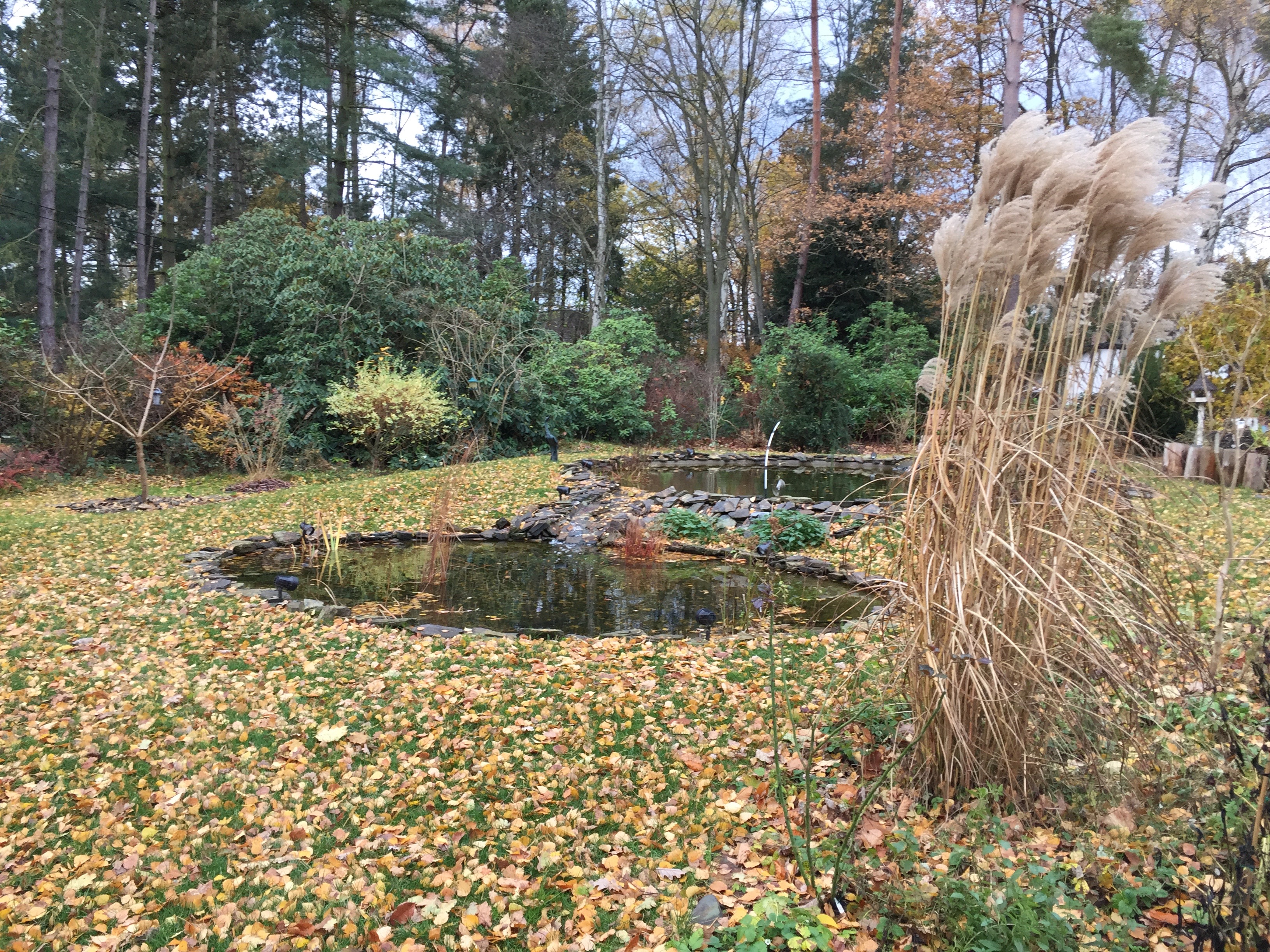 Miscanthus sinensis 'China' fin novembre