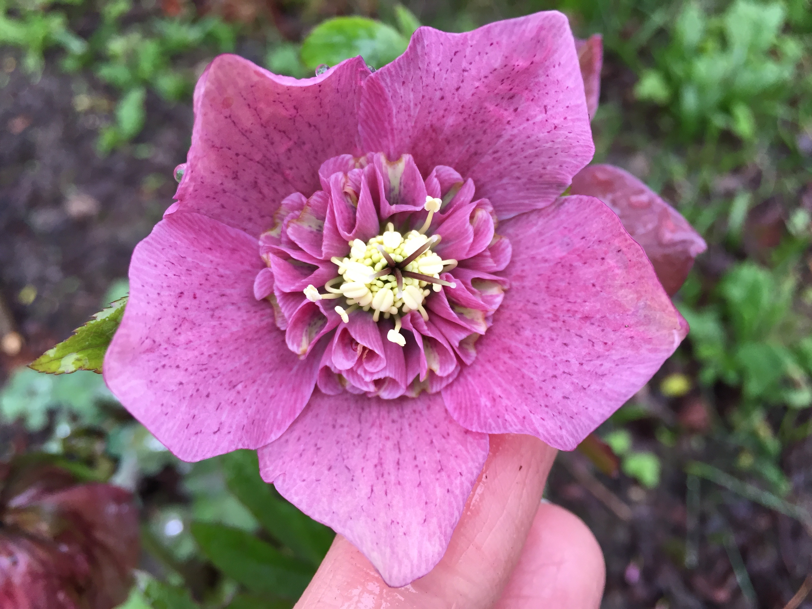 Helleborus orientalis coeur d'anémone rose foncé