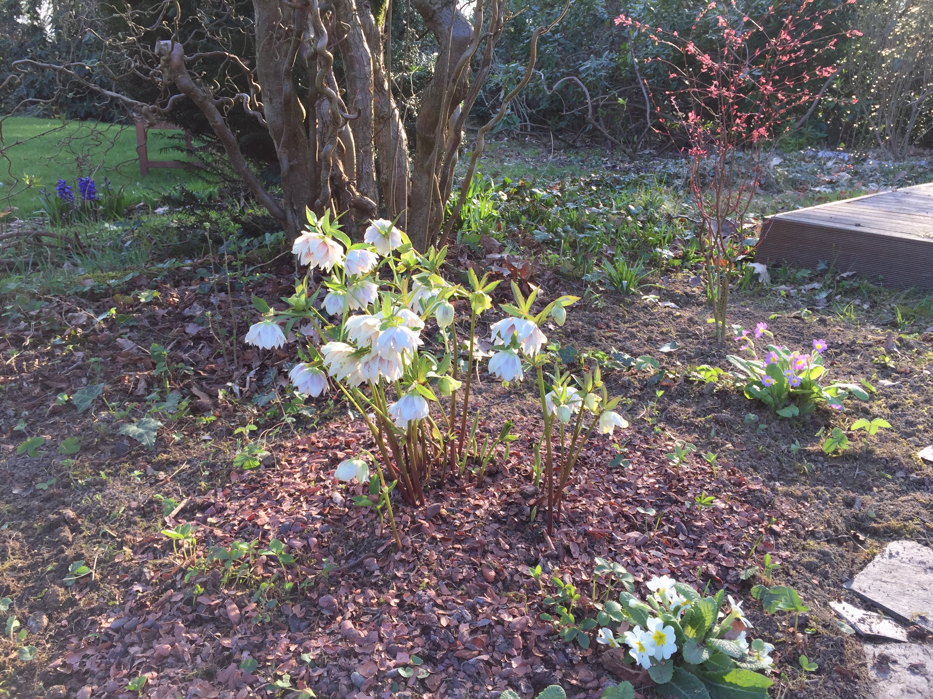 Helleborus orientalis double guttatus blanc