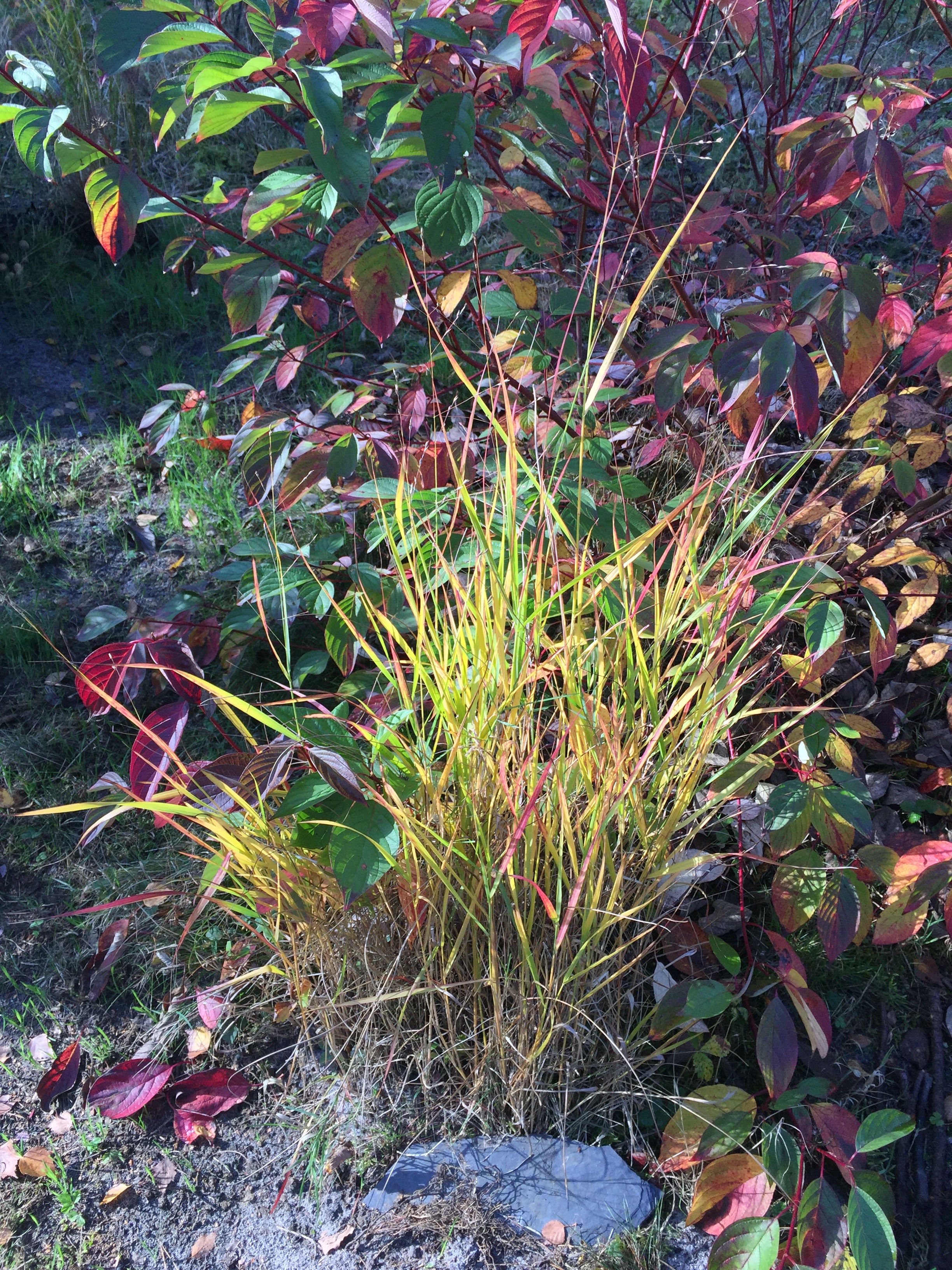 Panicum virgatum 'Hänse Herms' à l'automne