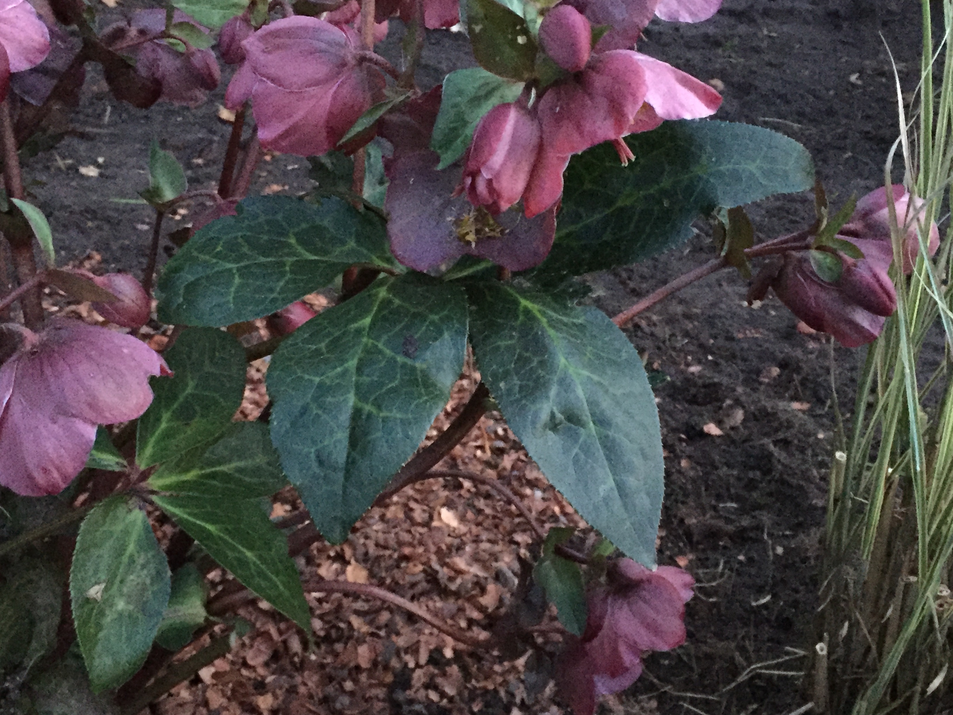 Helleborus x hybridus 'Penny's Pink'