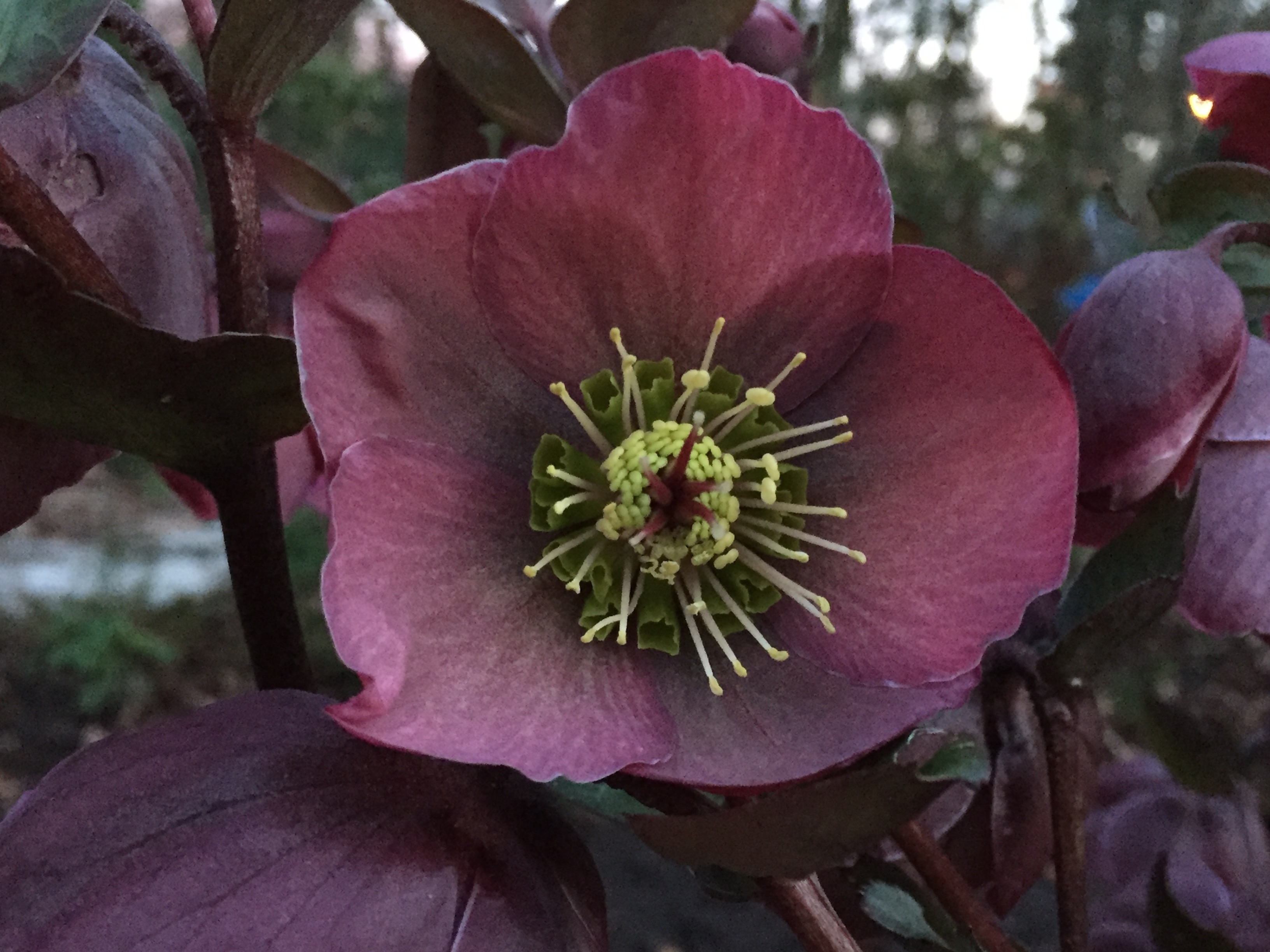 Helleborus x hybridus 'Penny's Pink'