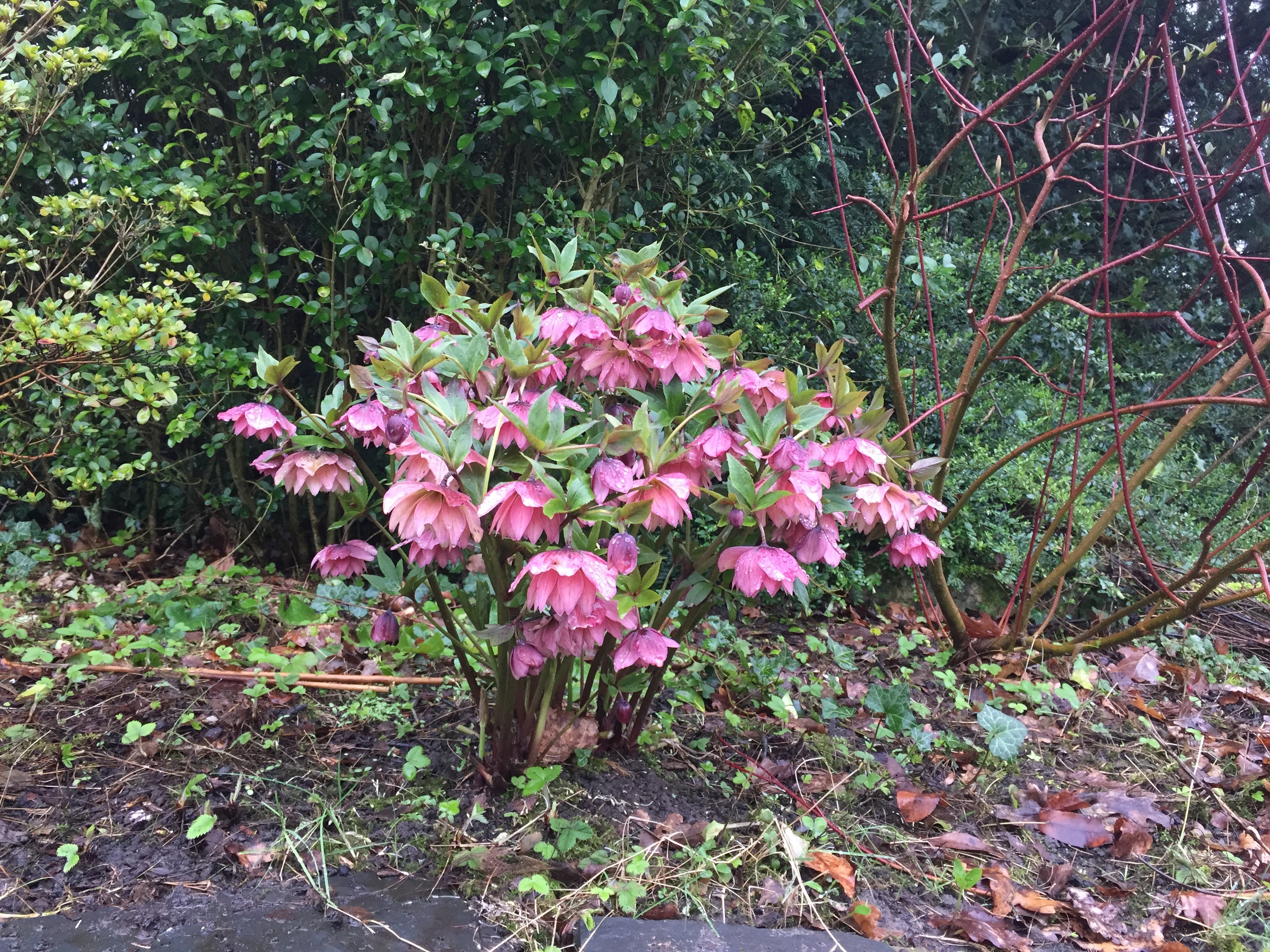 Helleborus orientalis rose double picotee