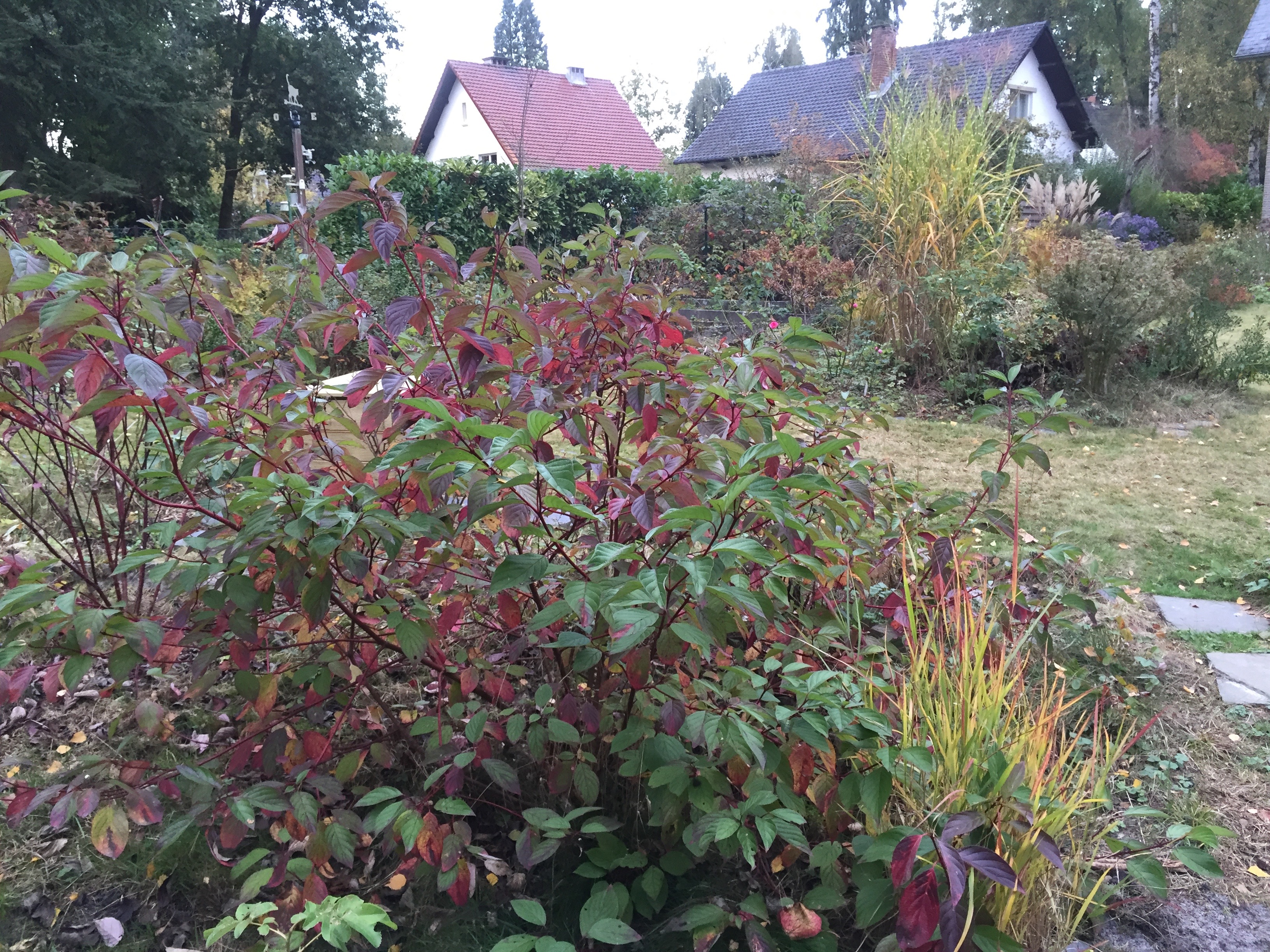 Cornus alba 'Sibirica' et panicum virgatum 'Hänse Herms'