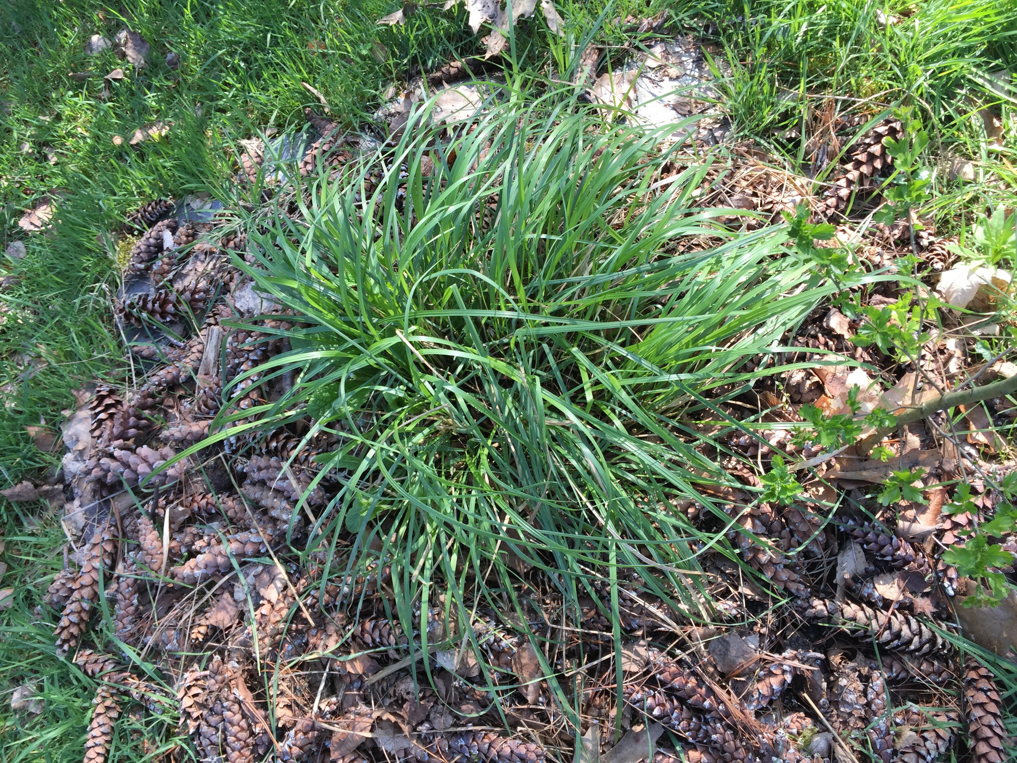 calamagrostis brachytricha