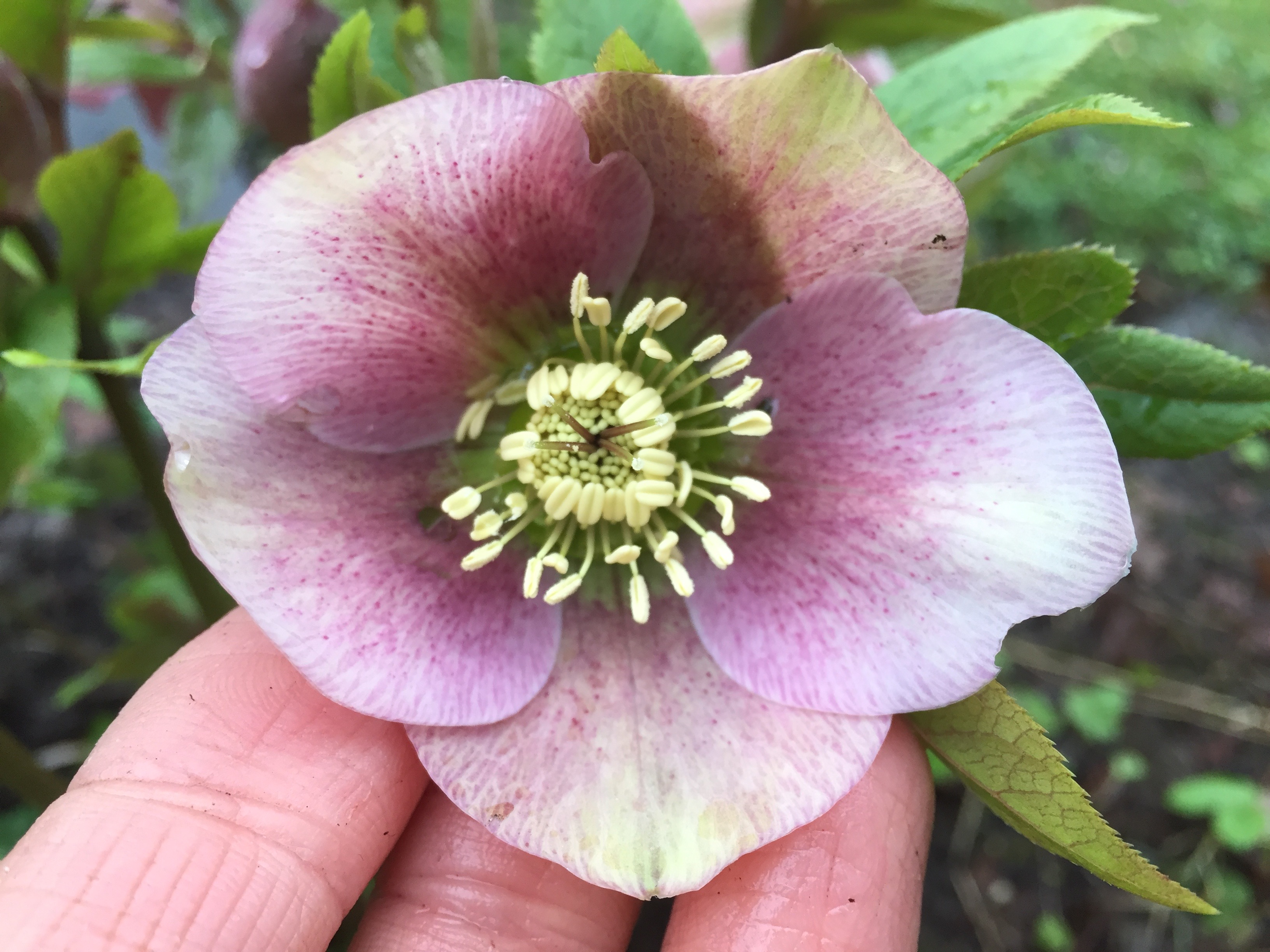 Helleborus orientalis rose clair